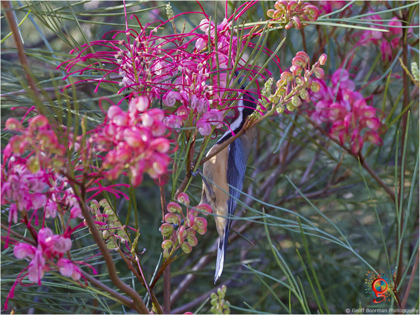 Eastern Spinebill at Wombolly