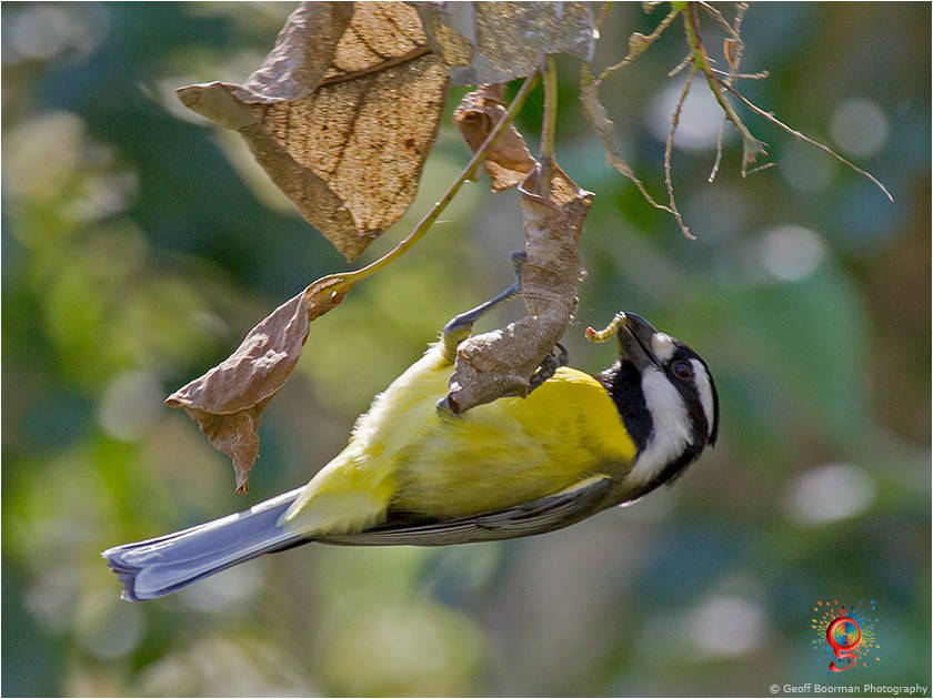 Crested Shrike-tit at Wombolly