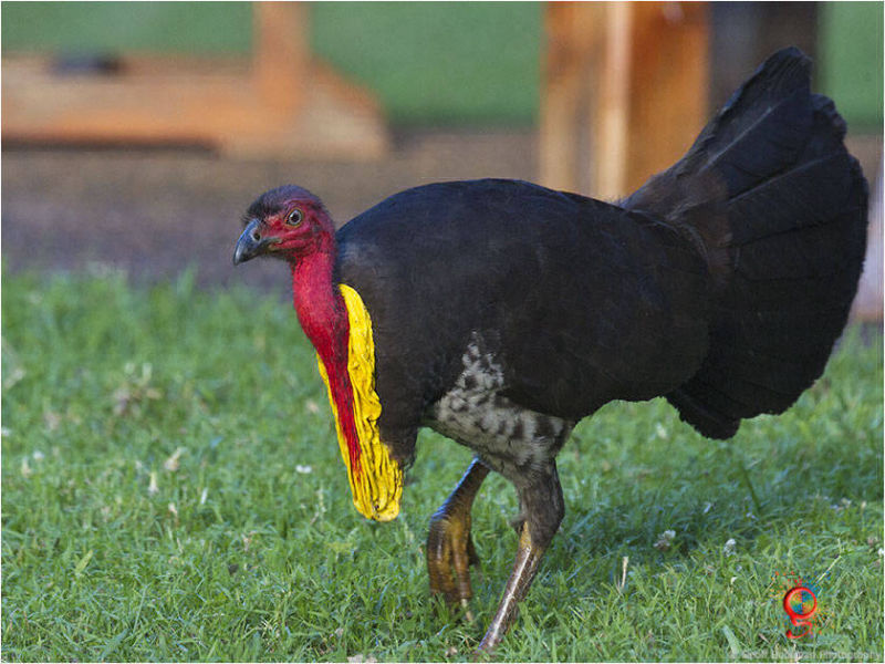 Brush-turkey at Wombolly