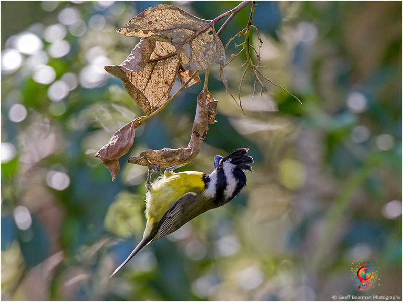 Crested Shrike-tit at Wombolly