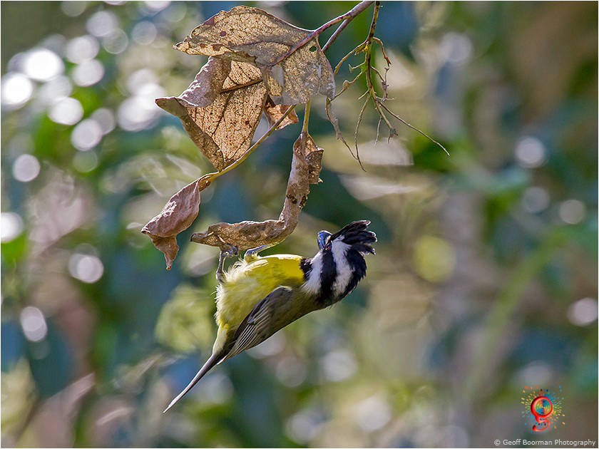 Crested Shrike-tit at Wombolly