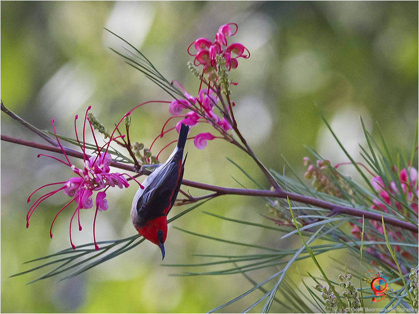 Male Scarlet Honeyeater