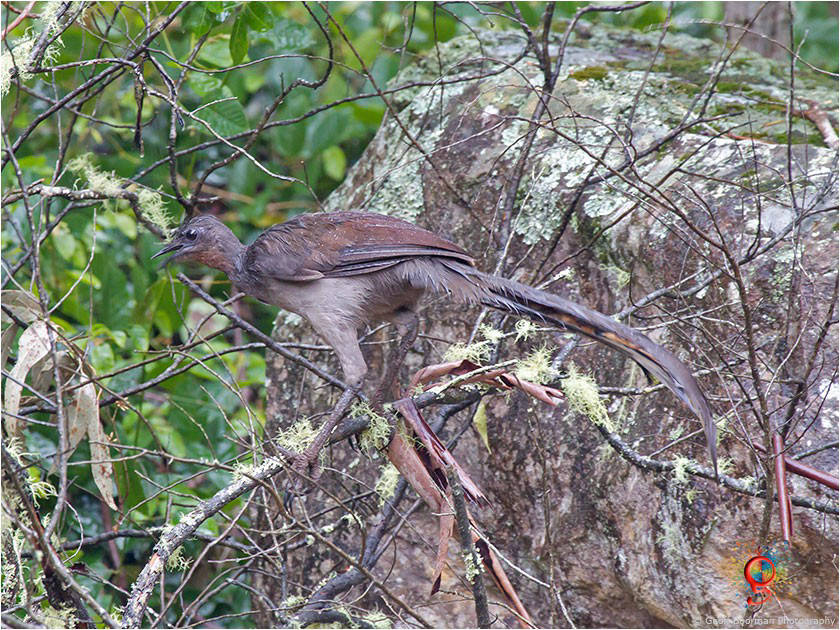 Superb Lyrebird at Wombolly