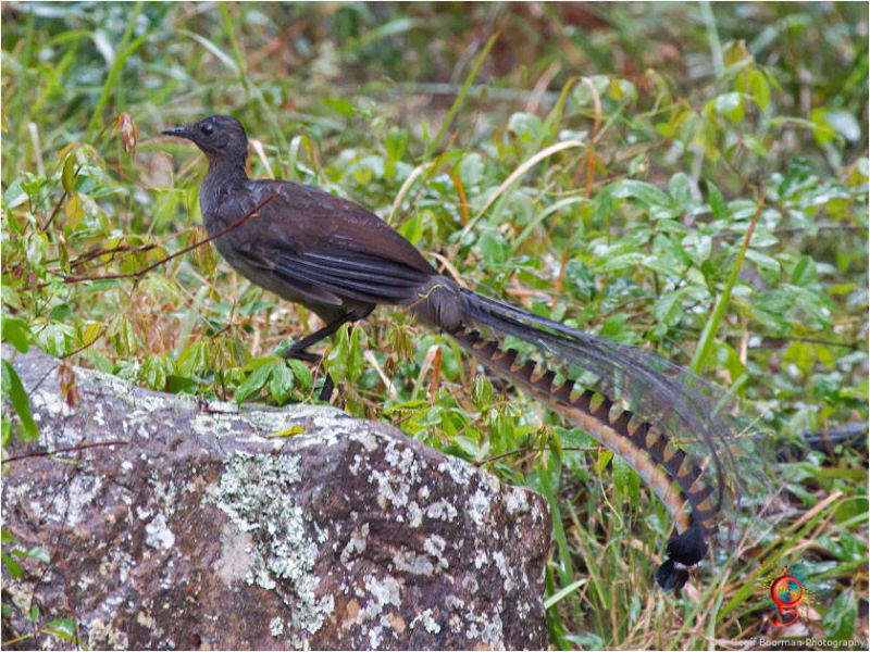 Superb Lyrebird at Wombolly