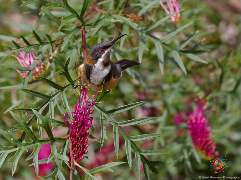 Eastern Spinebill