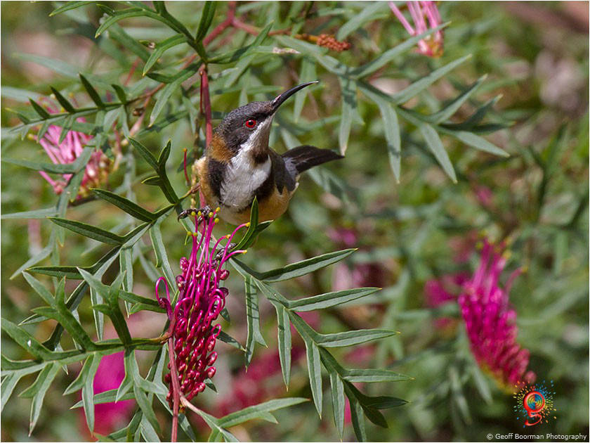 Eastern Spinebill