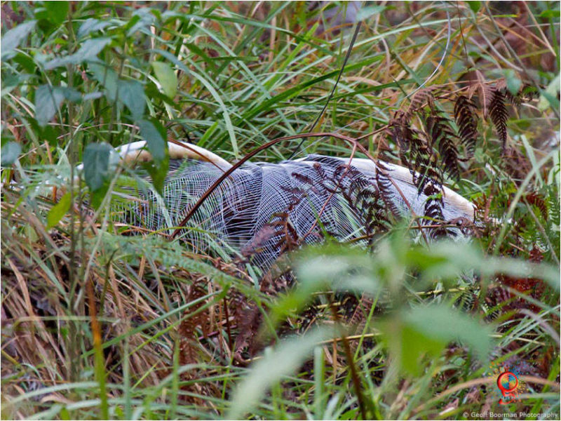 Superb Lyrebird at Wombolly
