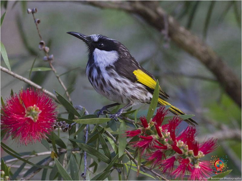 White-cheeked Honeyeater at Wombolly