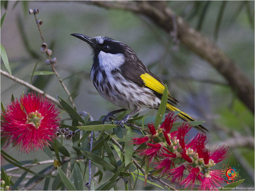 White-cheeked Honeyeater at Wombolly