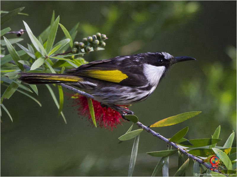 White-cheeked Honeyeater at Wombolly