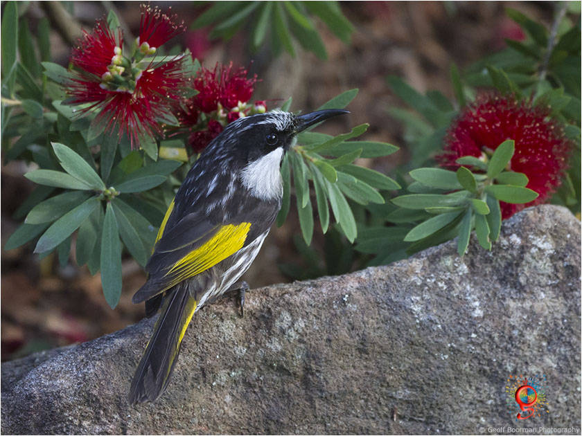 White-cheeked Honeyeater at Wombolly