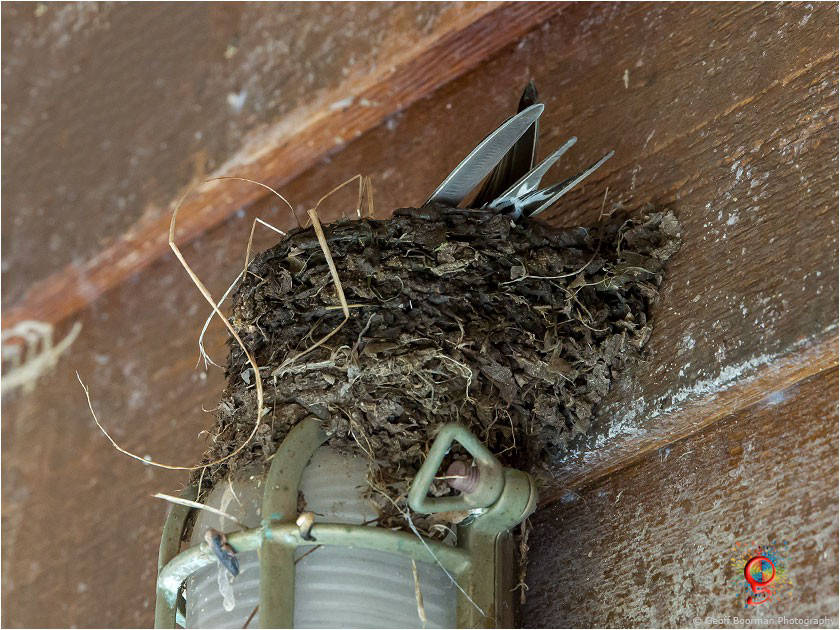 Welcome Swallows at Wombolly