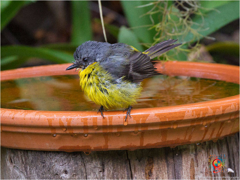 Eastern Yellow Robin at Wombolly