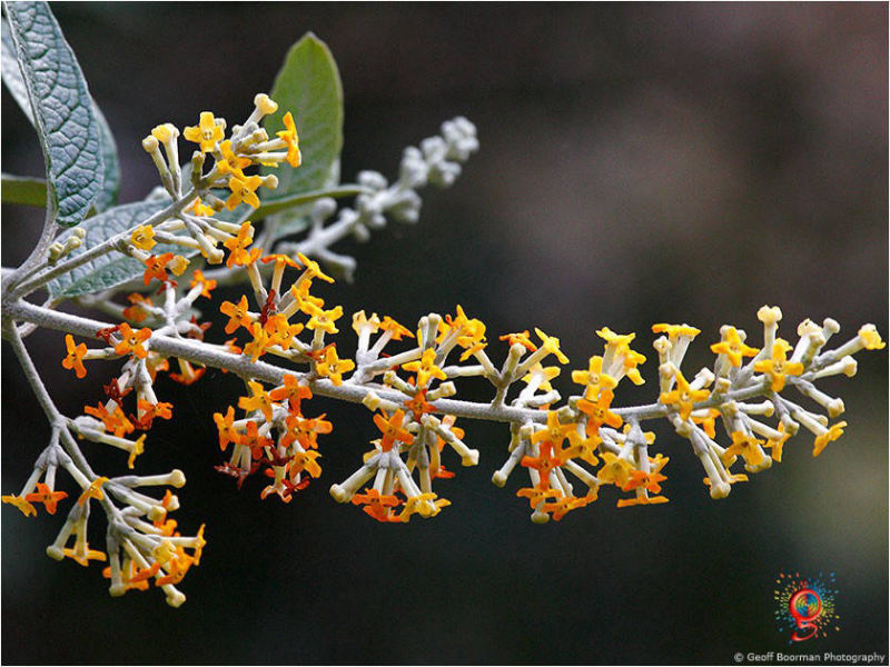 Flora at Wombolly