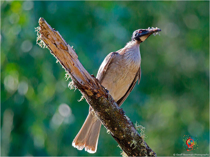 Noisy Friarbird at Wombolly