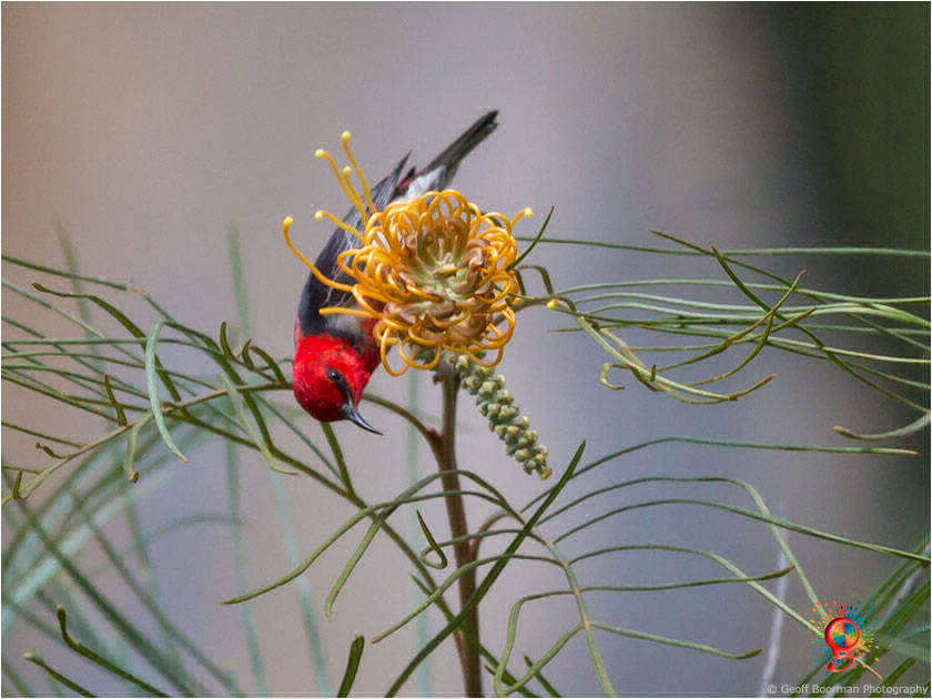 Scarlet Honeyeater