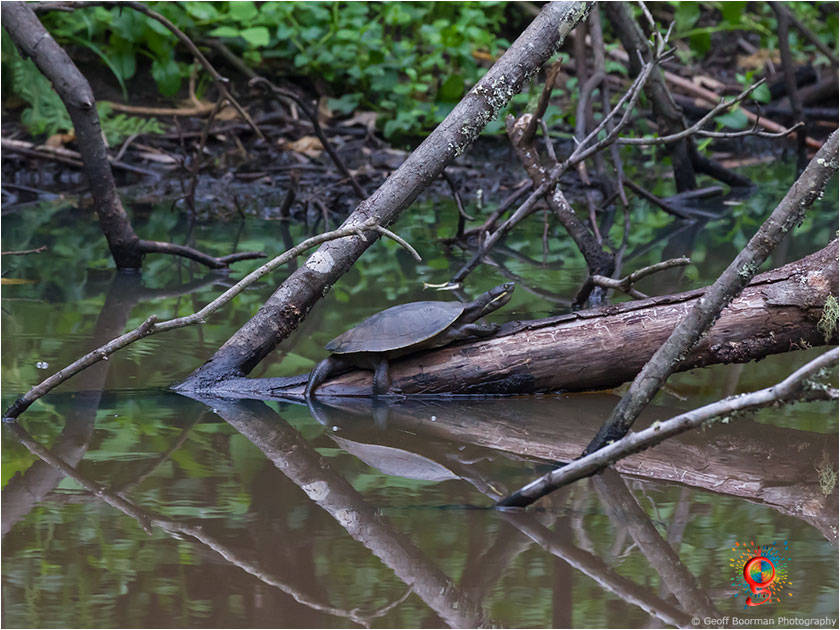 Turtles at Wombolly