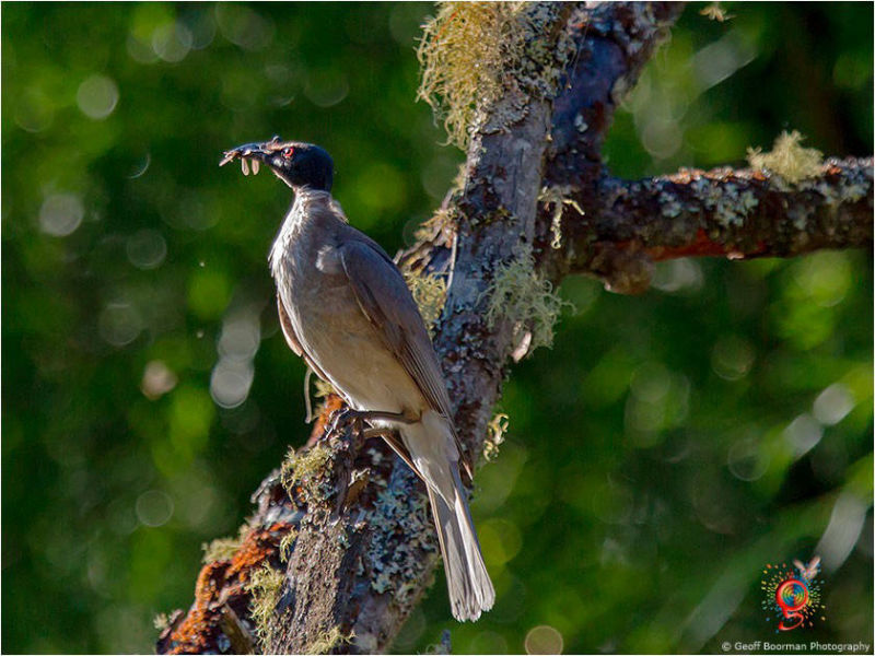 Noisy Friarbird at Wombolly