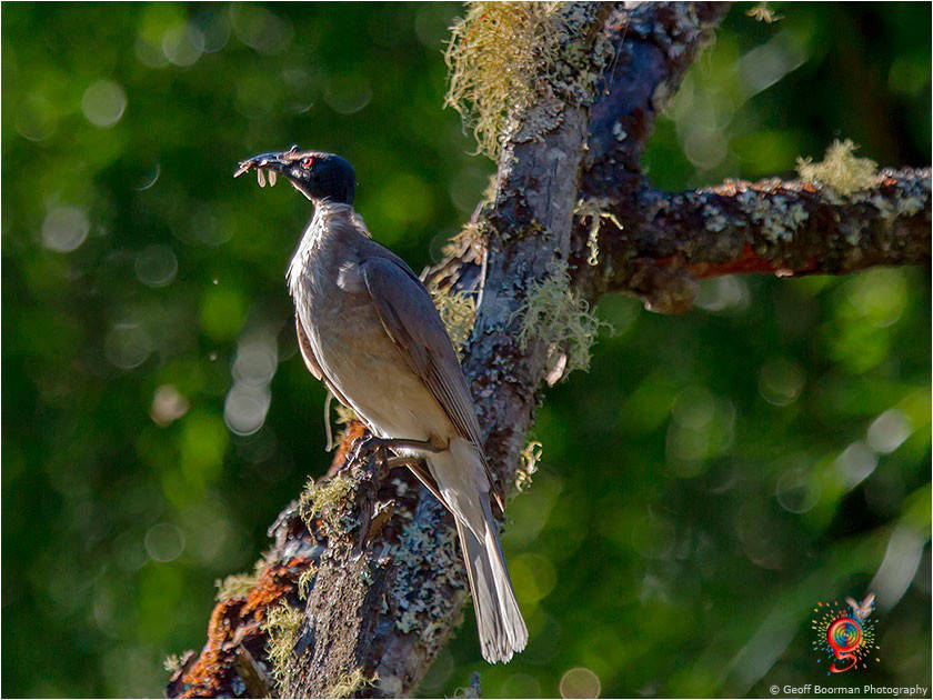 Noisy Friarbird at Wombolly