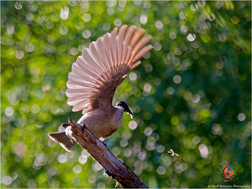 Noisy Friarbird at Wombolly