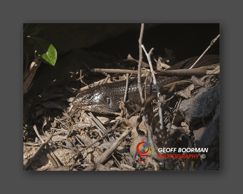 Mullet Skink at Wombolly