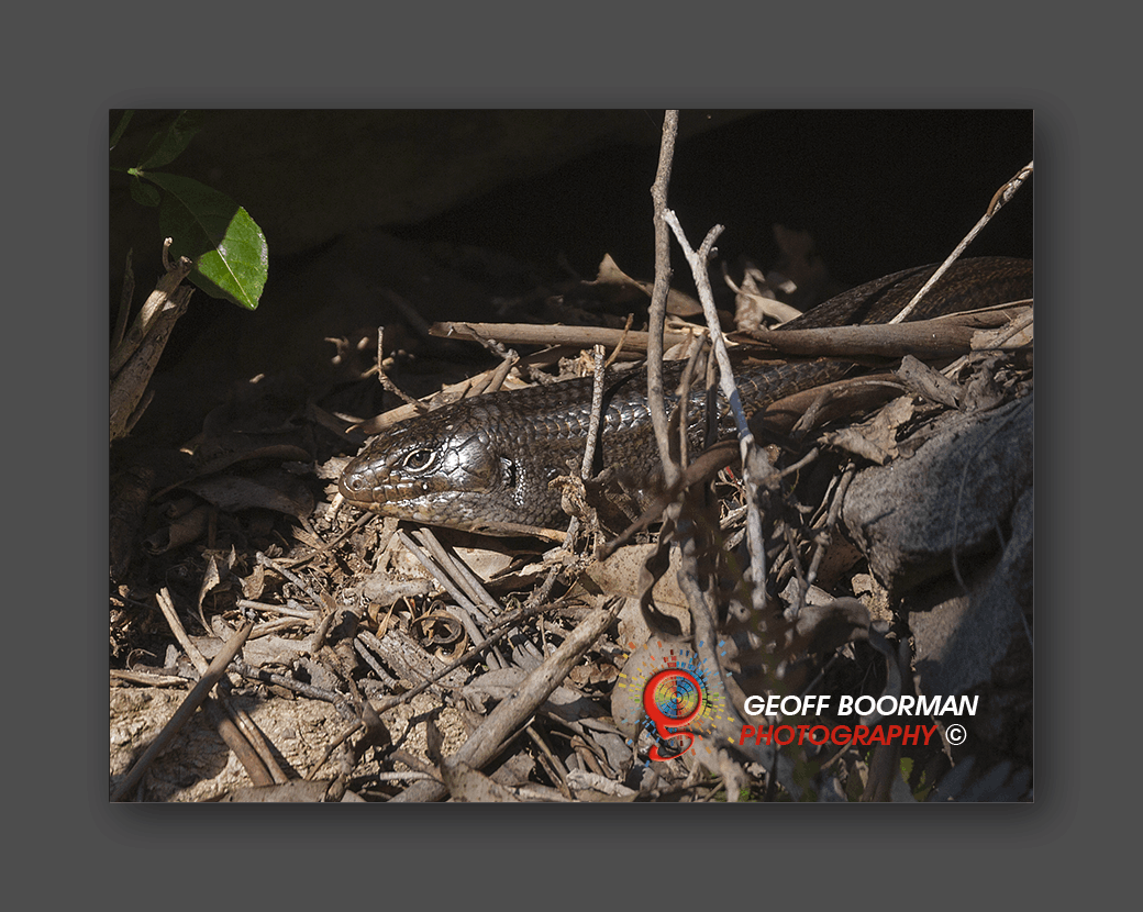 Mullet Skink at Wombolly