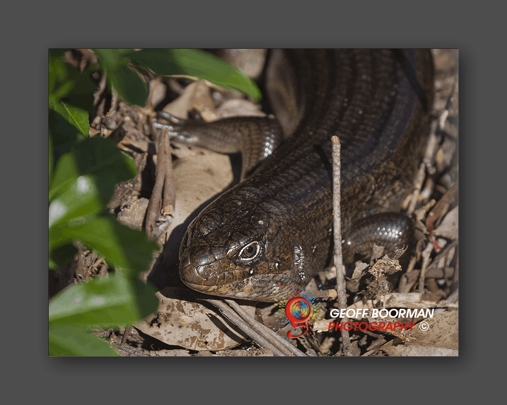 Mullet Skink at Wombolly
