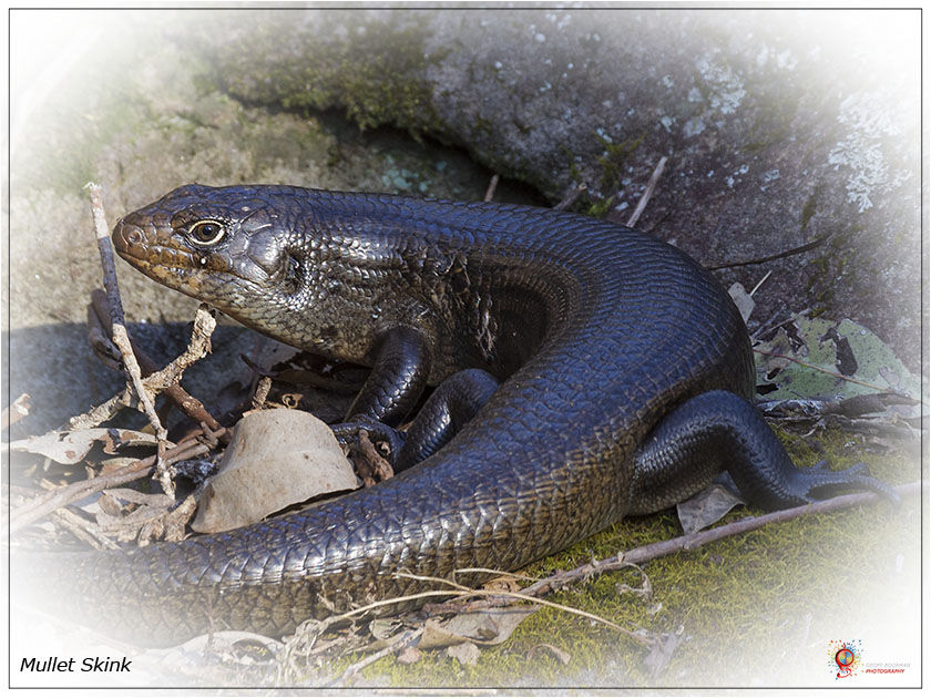 Skinks at Wombolly