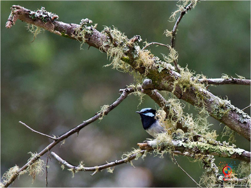 Male Superb Fairy-wren at Wombolly