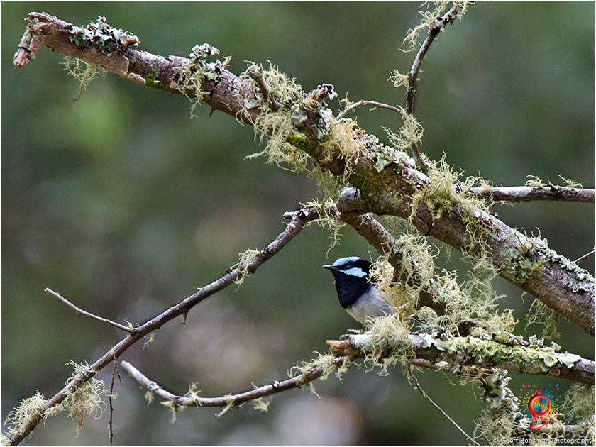 Male Superb Fairy-wren at Wombolly