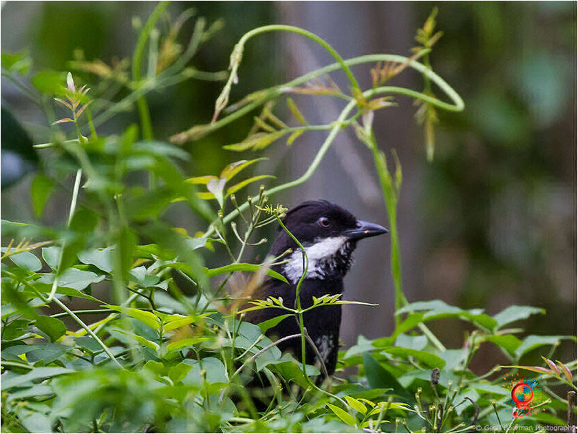 Eastern Whipbird at Wombolly