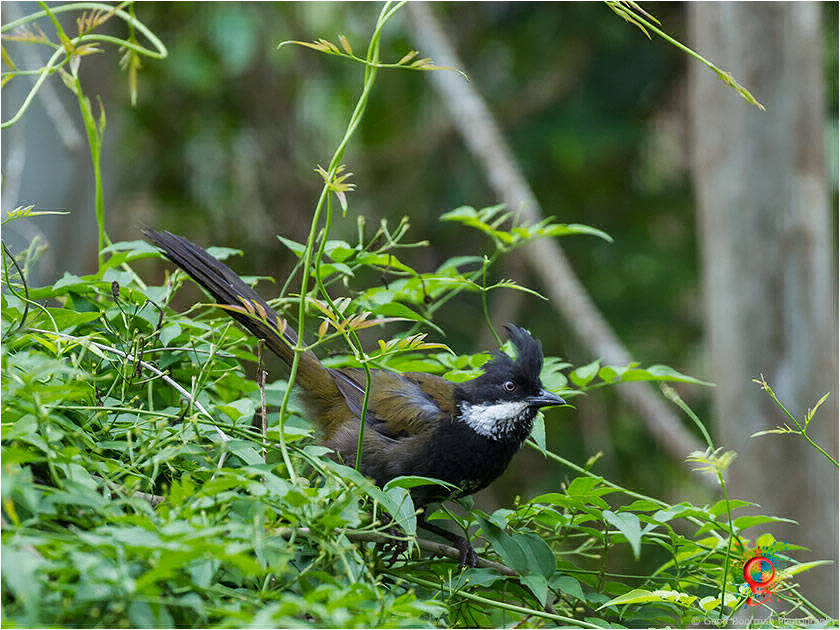 Eastern Whipbird at Wombolly