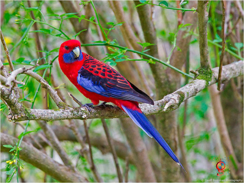 Crimson Rosella at Wombolly