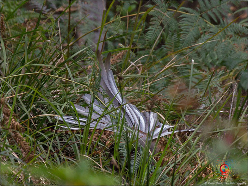 Superb Lyrebird at Wombolly