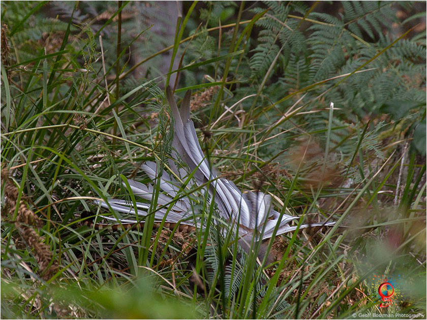 Superb Lyrebird at Wombolly