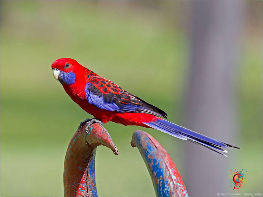 Crimson Rosella at Wombolly