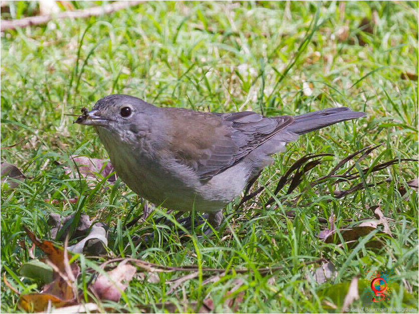 Grey Shrike-thrush at Wombolly