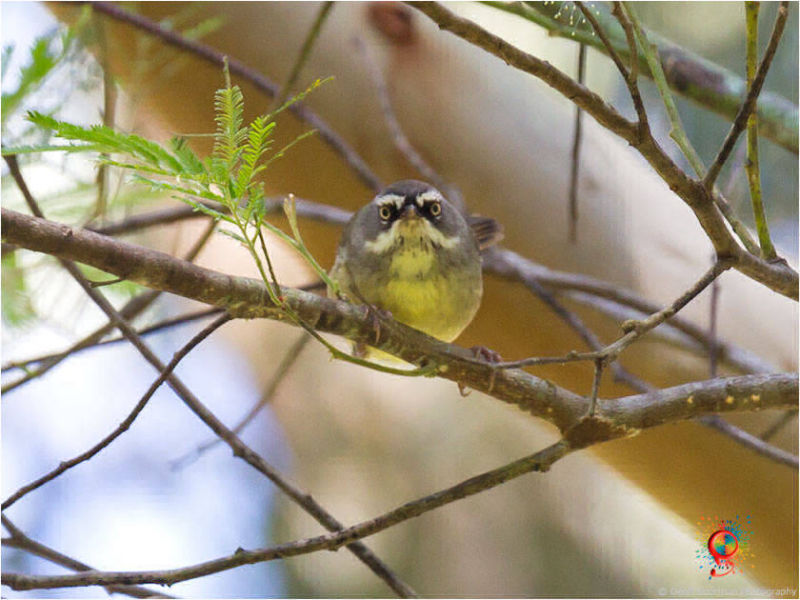 White-browed Scrubwren at Wombolly