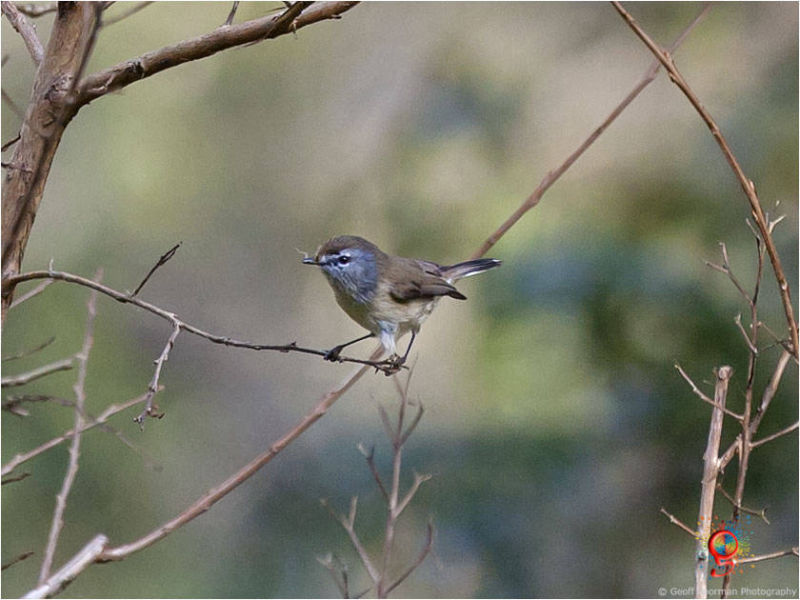 Western Gerygone at Wombolly