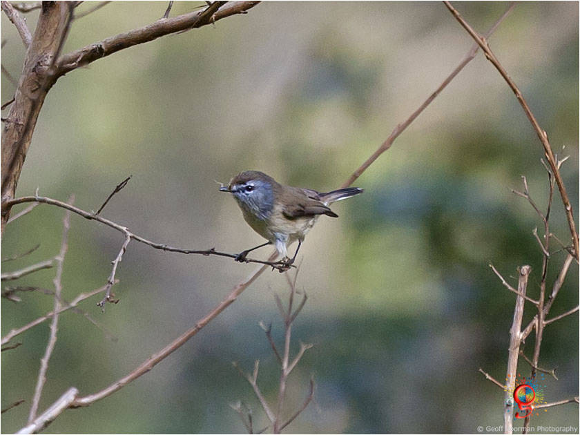 Western Gerygone at Wombolly