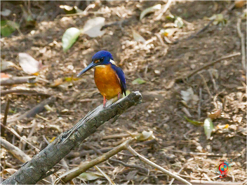Azure Kingfisher at Wombolly