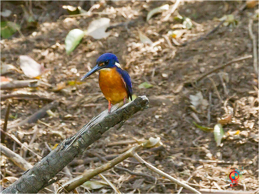 Azure Kingfisher at Wombolly