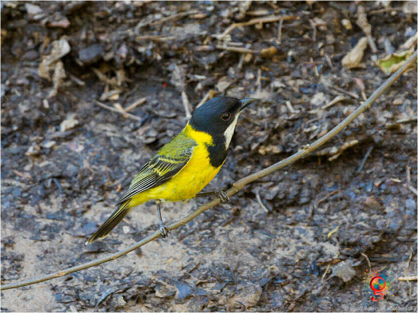 Golden Whistler at Wombolly