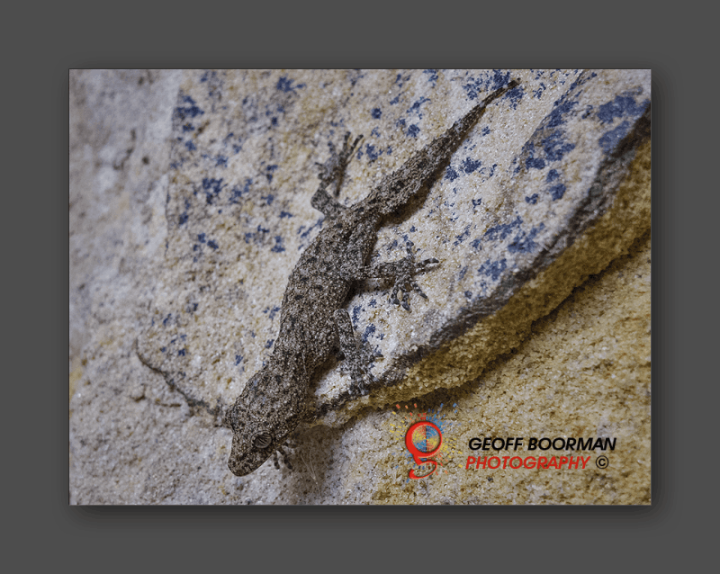 Southern Leaf-tailed Gecko at Wombolly