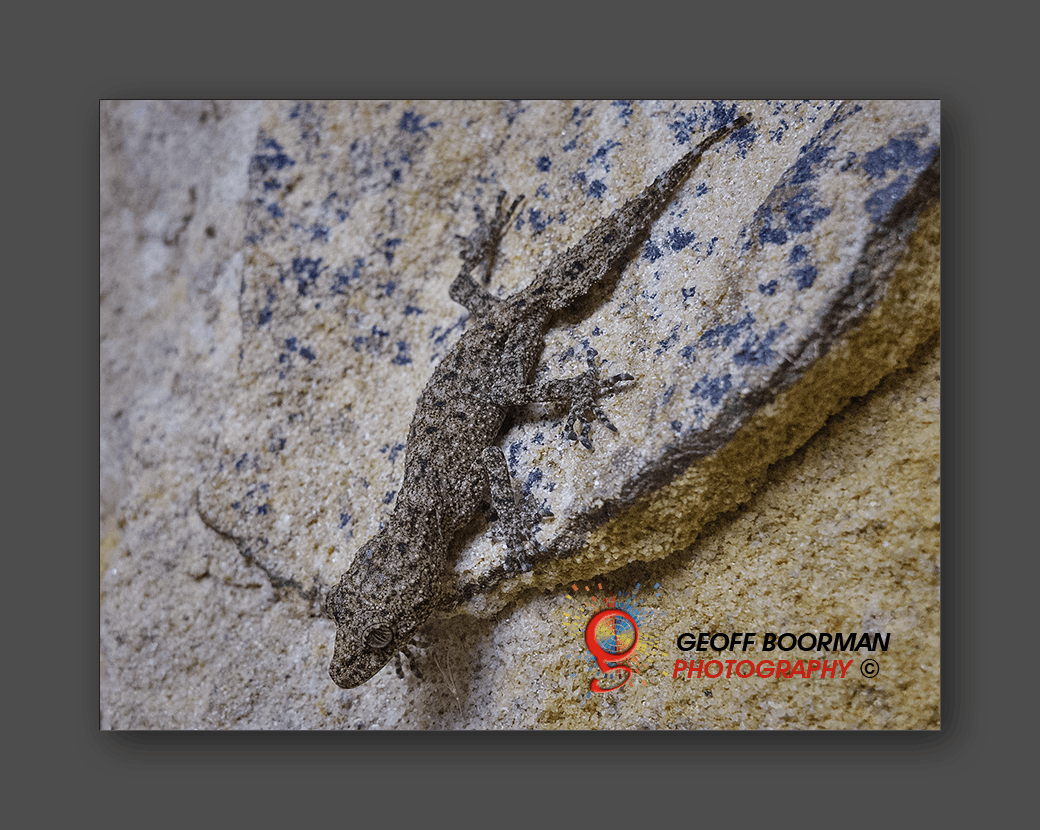Southern Leaf-tailed Gecko at Wombolly
