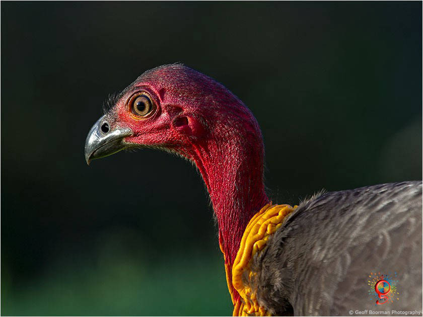 Brush-turkey at Wombolly