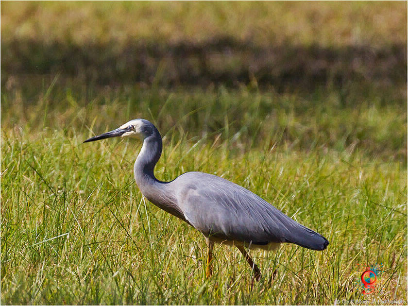 White-faced Heron at Wombolly