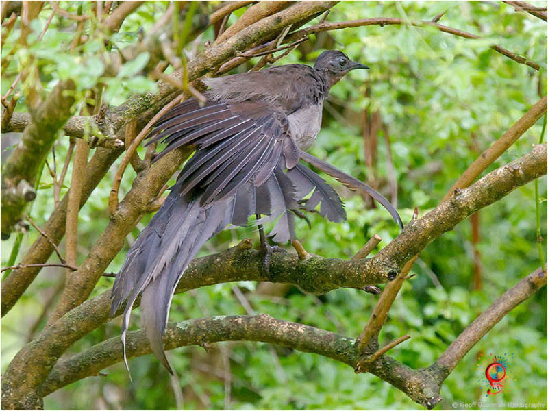 Superb Lyrebird at Wombolly