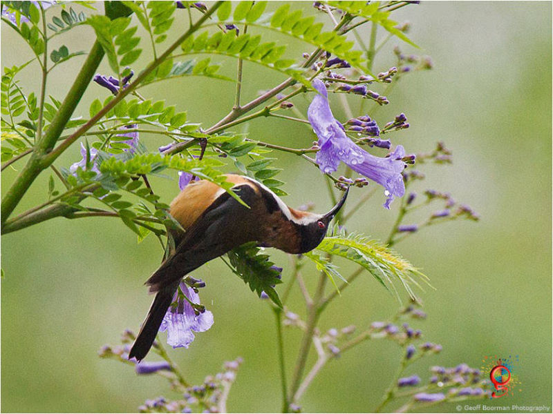 Eastern Spinebill