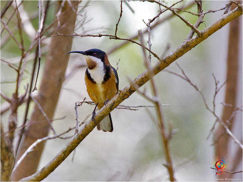 Eastern Spinebill